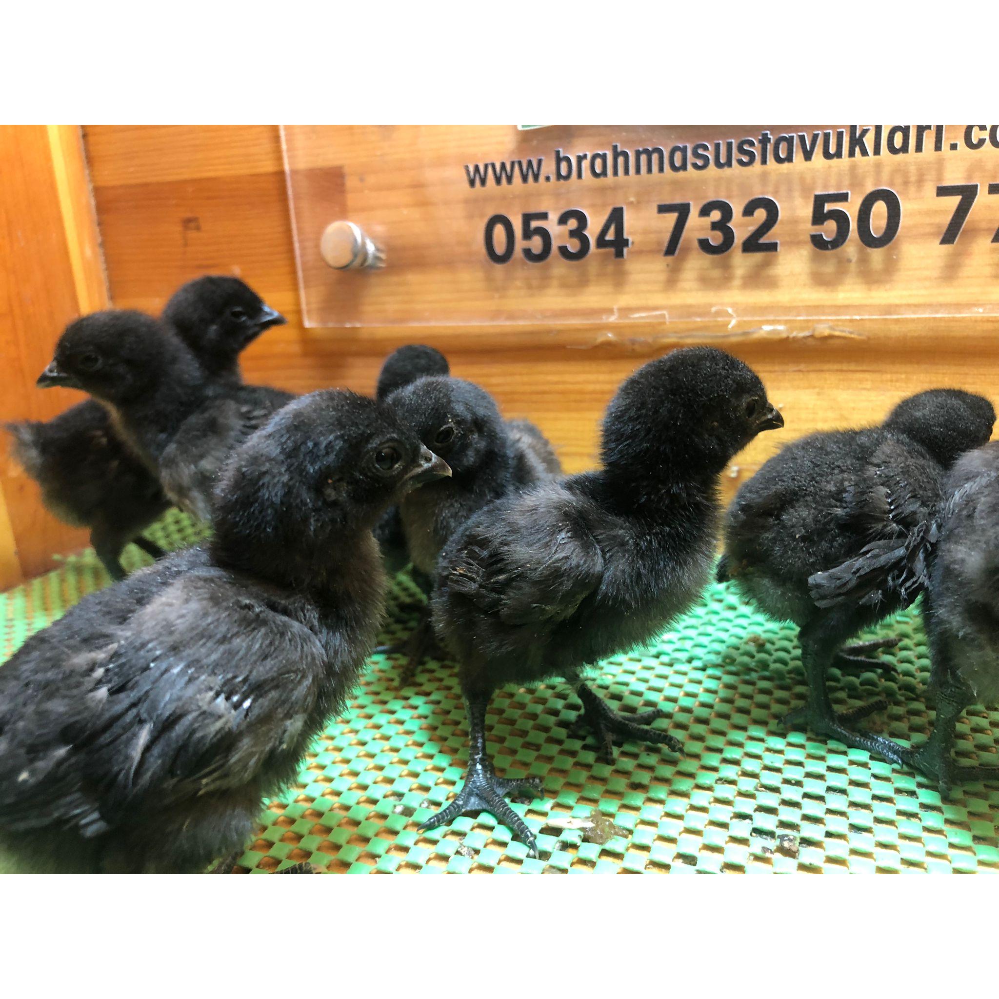Ayem Cemani Civciv