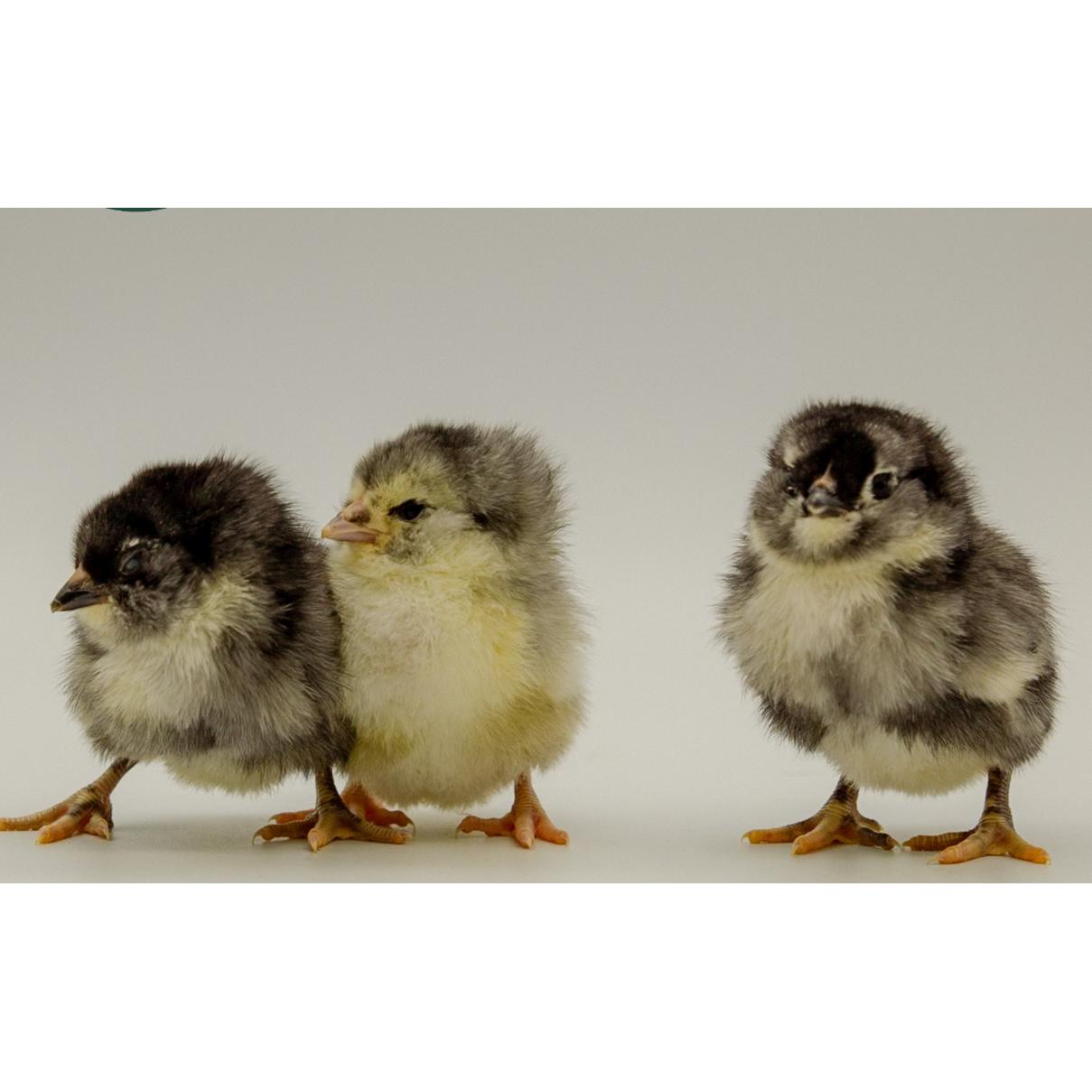 Black Ameraucana Civciv