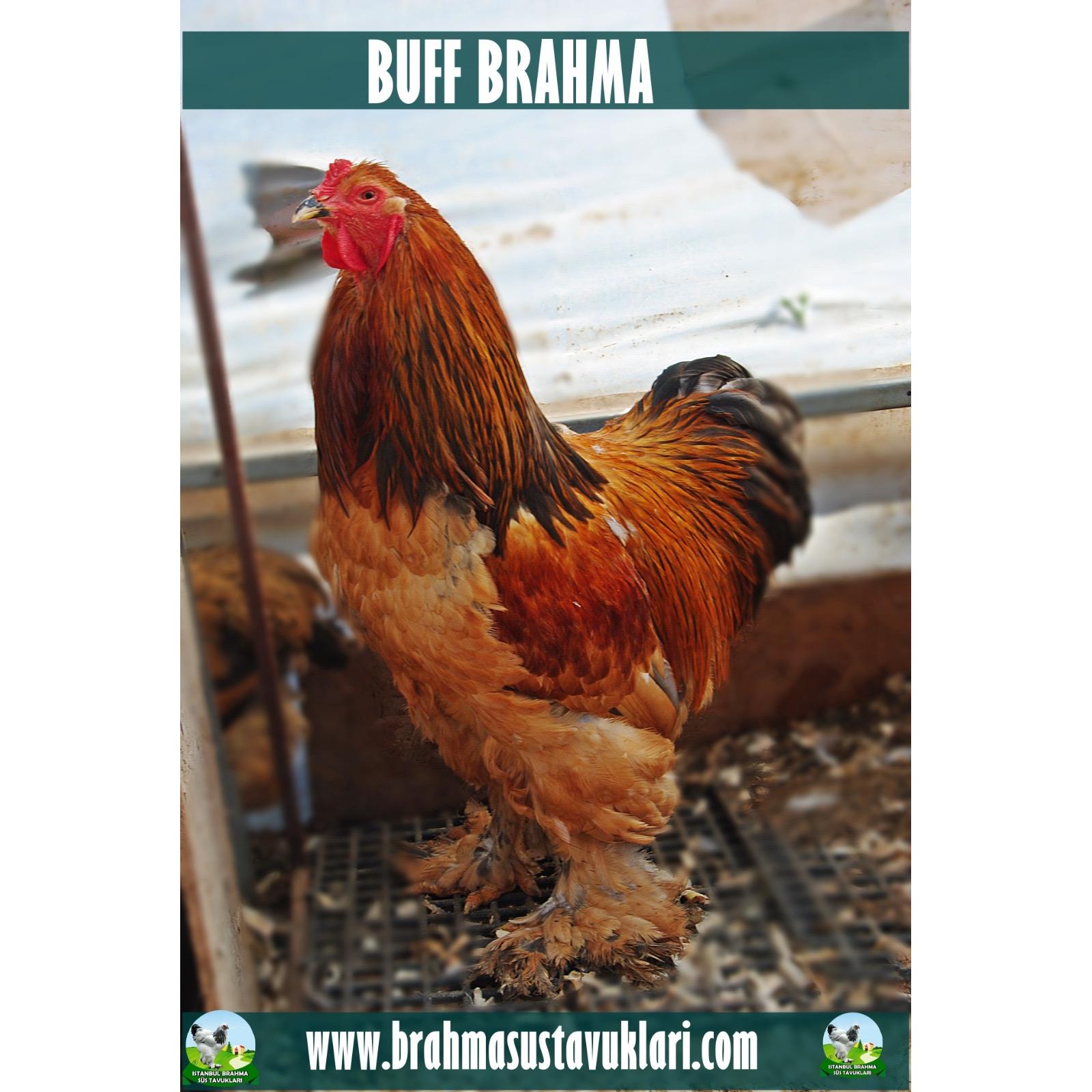 BUFF BRAHMA KULUÇKALIK YUMURTA