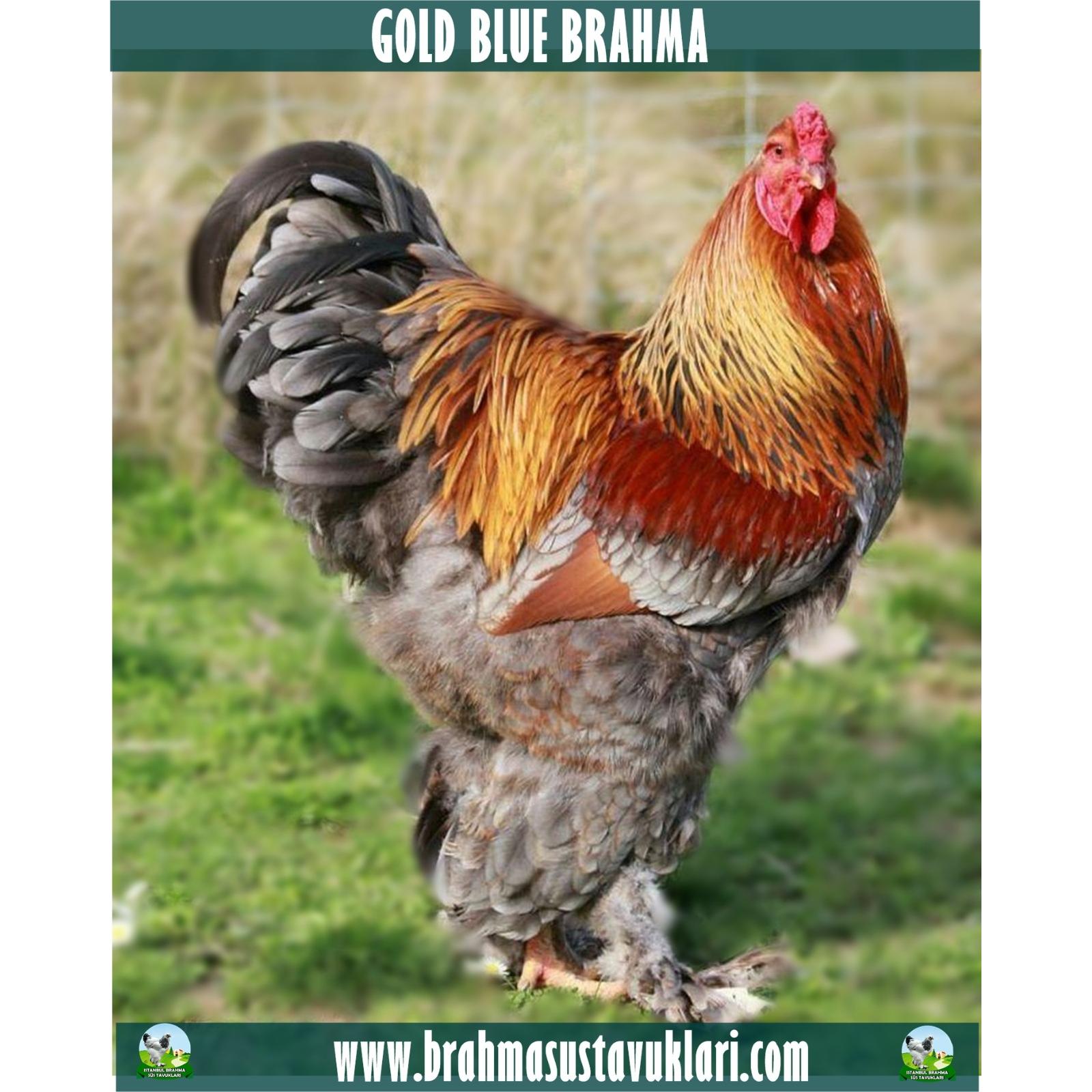 GOLD BLUE  BRAHMA KULUÇKALIK YUMURTA