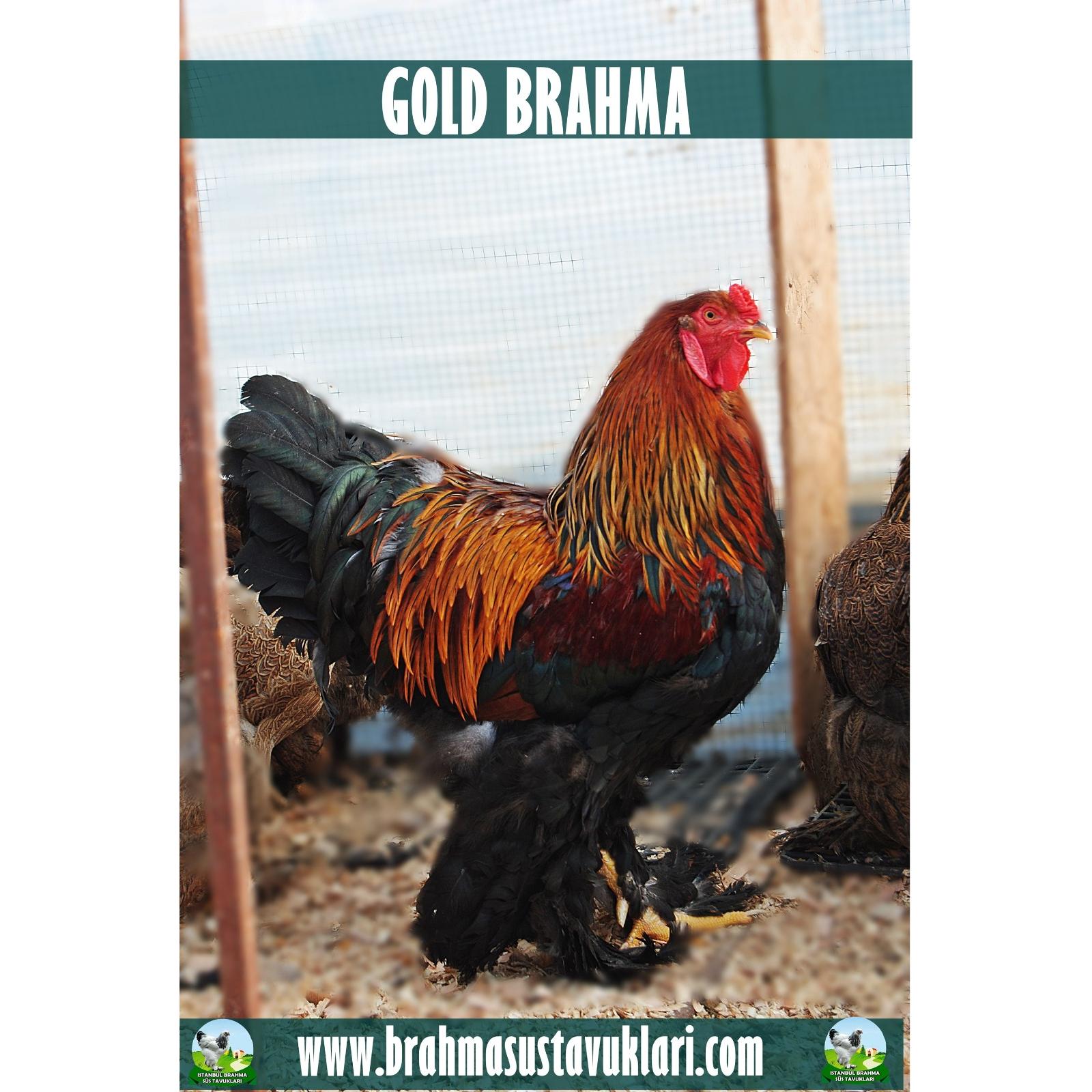 GOLD BRAHMA KULUÇKALIK YUMURTA