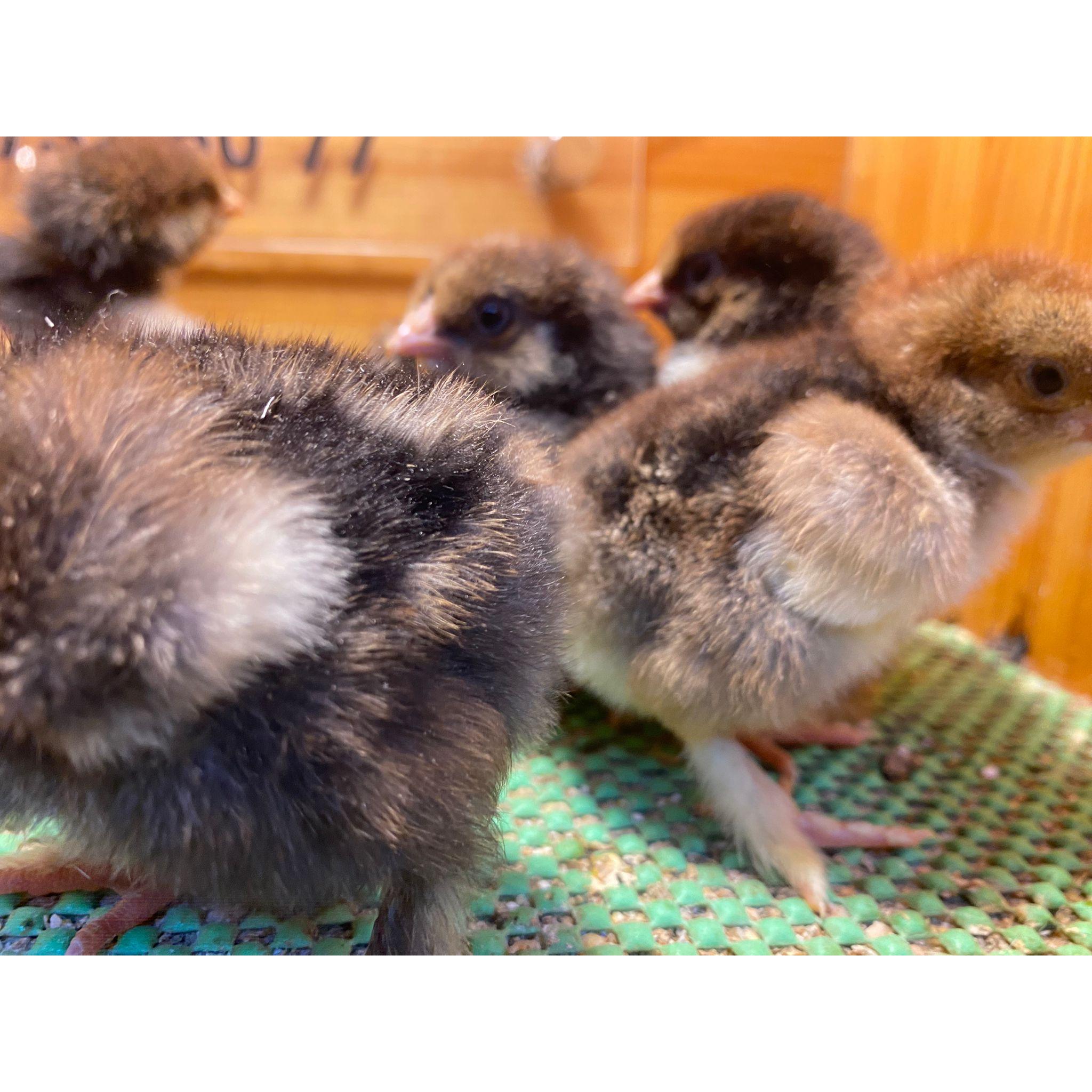 Gold Laced Brahma Civciv