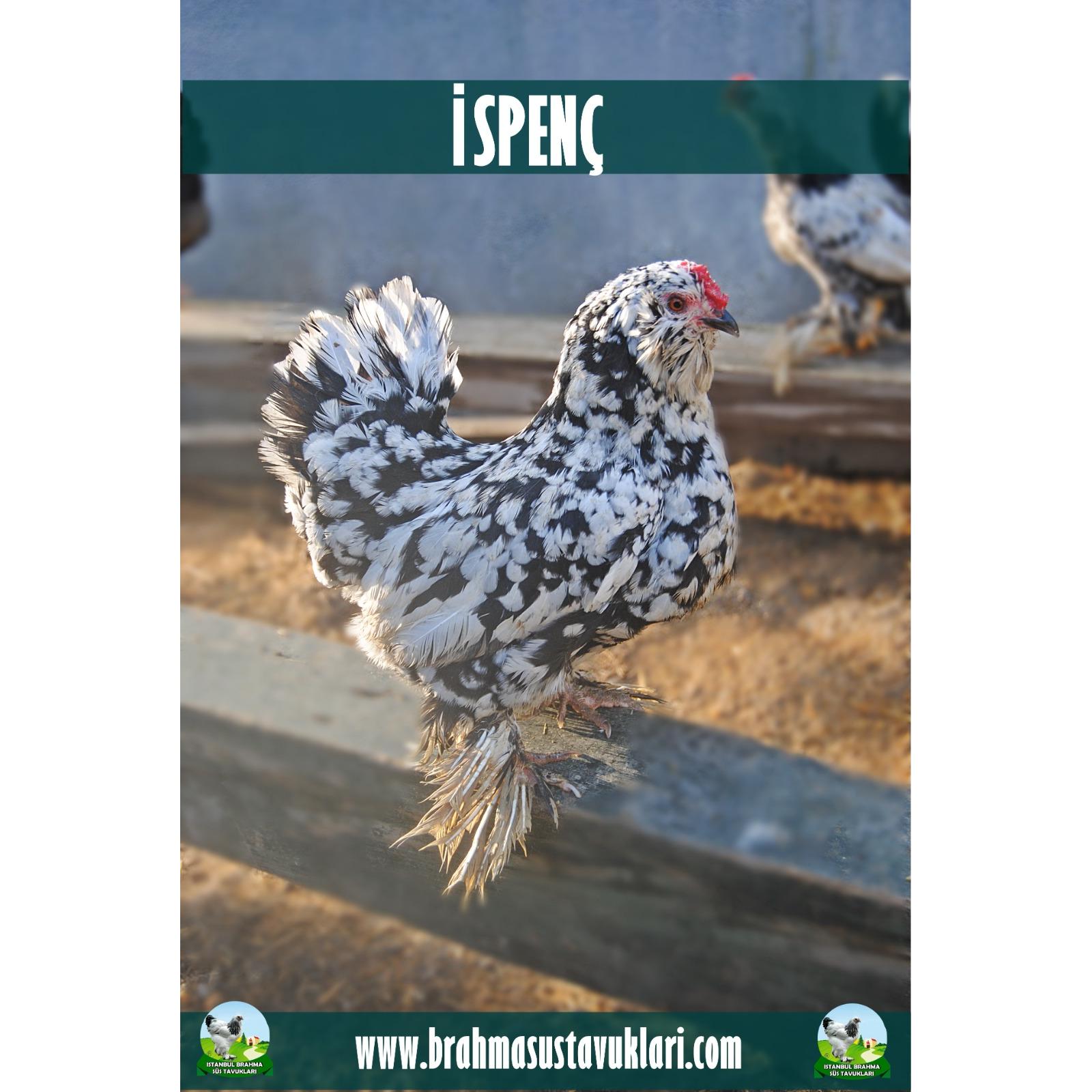 İSPENÇ KULUÇKALIK YUMURTA