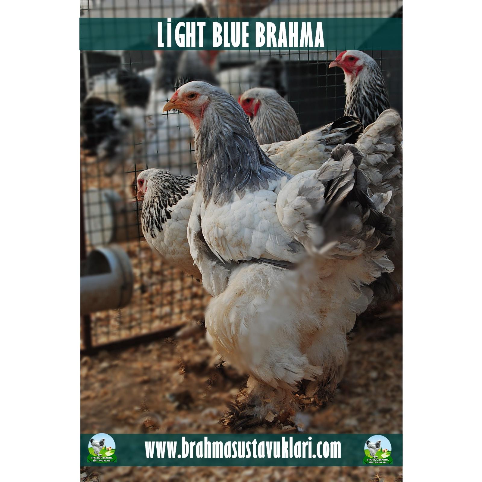 LİGHT BLUE BRAHMA KULUÇKALIK YUMURTA