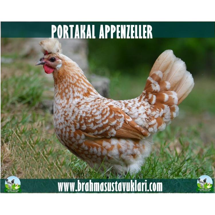 Portakal Appenzeller Kuluçkalık Yumurta