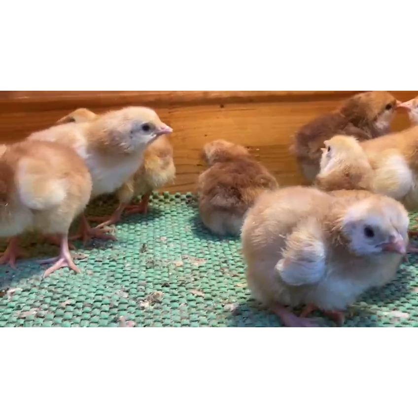 Rhode island Red Civciv
