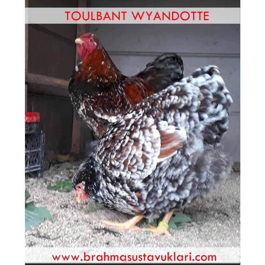 TOULBANT WYANDOTTE KULUÇKALIK YUMURTA