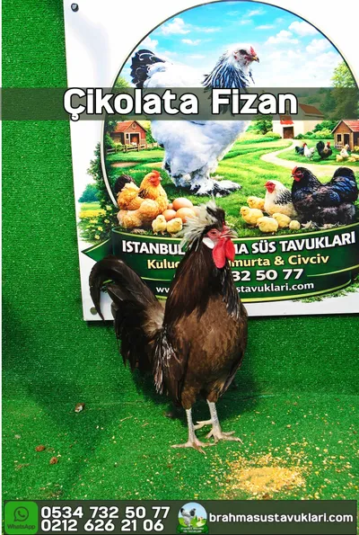 Çikolata Fizan Kuluçkalık Yumurta