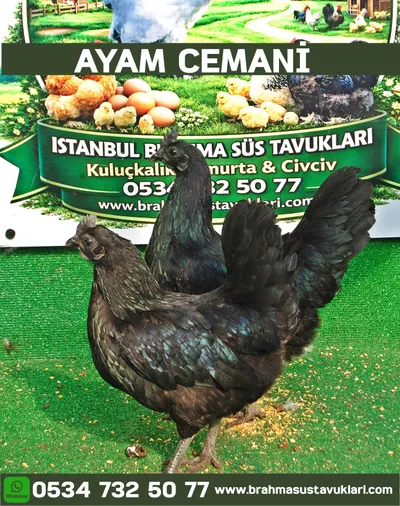 AYEM CEMANİ KULUÇKALIK YUMURTA
