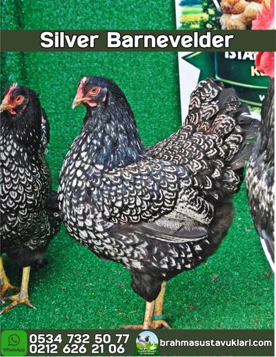 BARNEVELDER KULUÇKALIK YUMURTA