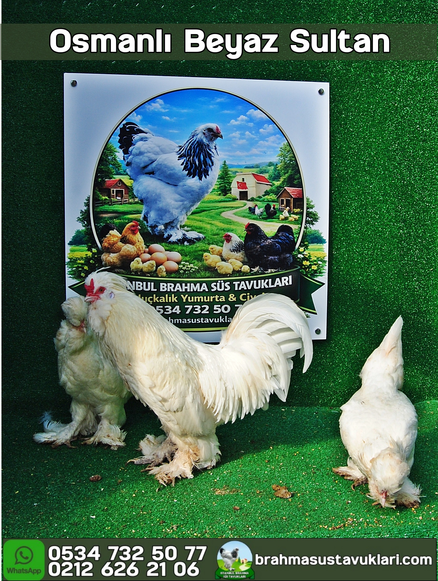 OSMANLI SULTAN KULUÇKALIK YUMURTA