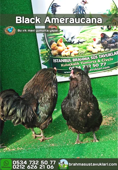AMERİCUANA KULUÇKALIK YUMURTA