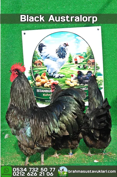 Black Australorp Kuluçkalık Yumurta