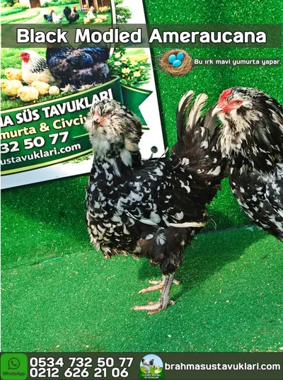 Black Modled Ameraucana Kuluçkalık Yumurta