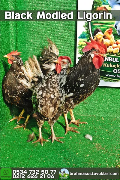 BLACK MODLED LİGORİN KULUÇKALIK YUMURTA