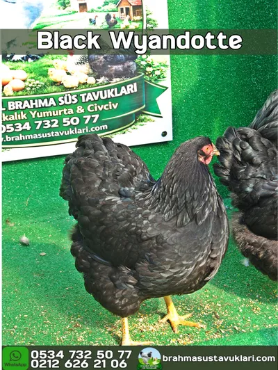 Black Wyandotte Kuluçkalık Yumurta
