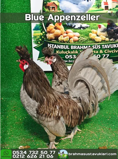Blue Appenzeller Kuluçkalık Yumurta