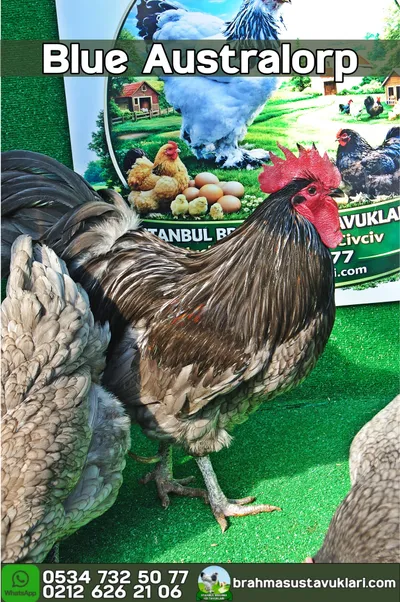 BLUE AUSTRALOP KULUÇKALIK YUMURTA