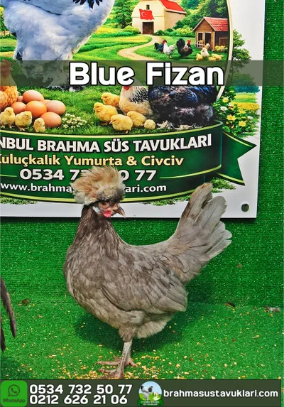 BLUE FİZAN KULUÇKALIK YUMURTA