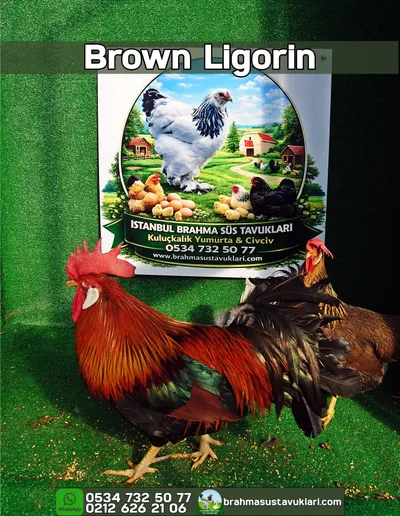 Brown Ligorin Kuluçkalık Yumurta