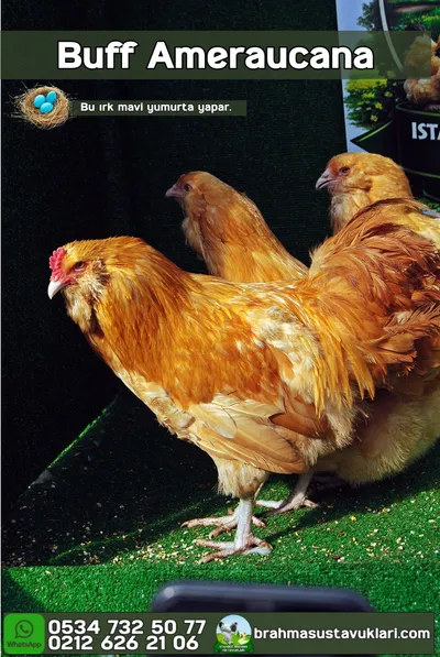Buff Ameraucana Kuluçkalık Yumurta