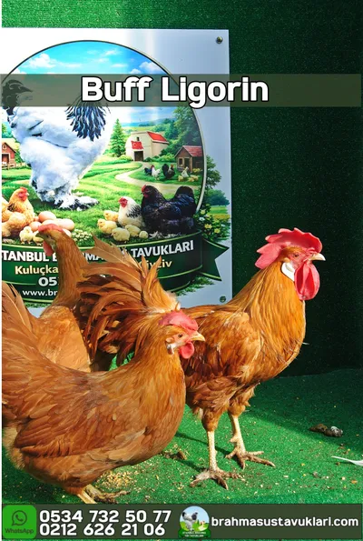 Buff Ligorin Kuluçkalık Yumurta