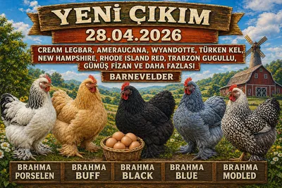 Yeni Çıkım 28.04.2026 - Brahma Civciv,Porselen,Black,Blue,Buff,Modled