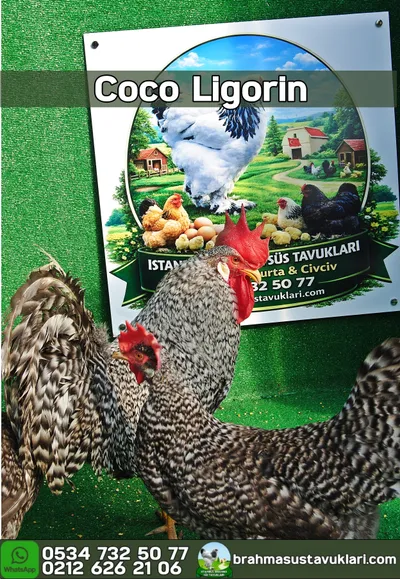 COCO LİGORİN KULUÇKALIK YUMURTA