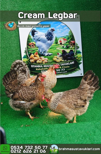 Cream Legbar Kuluçkalık Yumurta