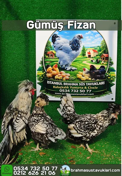 GÜMÜŞ FİZAN KULUÇKALIK YUMURTA