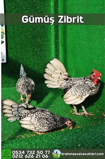 Gümüş Zibrit Kuluçkalık Yumurta