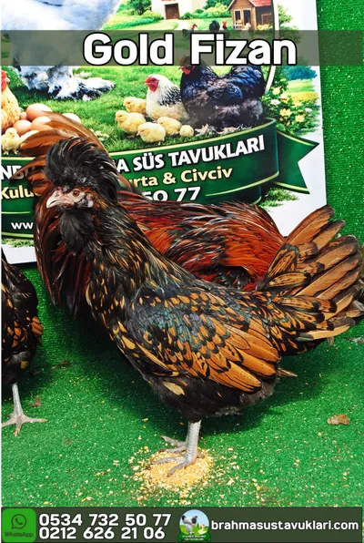 GOLD FİZAN KULUÇKALIK YUMURTA