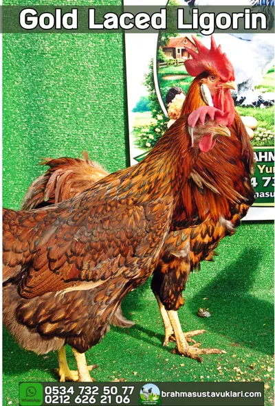 Gold Laced Ligorin Kuluçkalık Yumurta