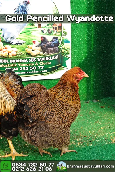 Gold Pencilled Wyandotte Kuluçkalık Yumurta