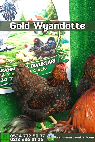 GOLD WYANDOTTE KULUÇKALIK YUMURTA