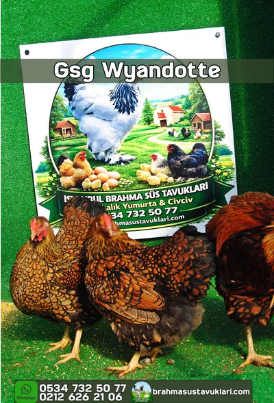 GSG WYANDOTTE KULUÇKALIK YUMURTA