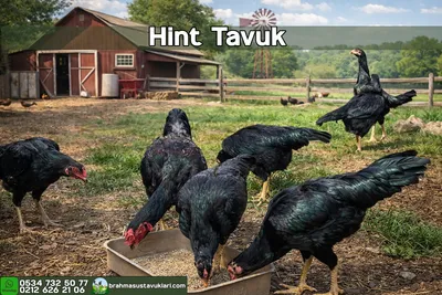 Hint Tavuk Kuluçkalık Yumurta