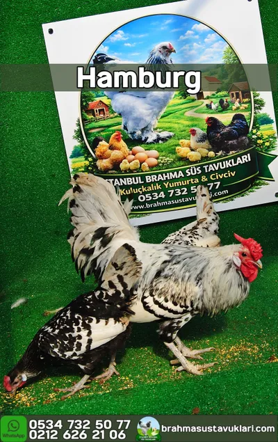 Hamburg Kuluçkalık Yumurta