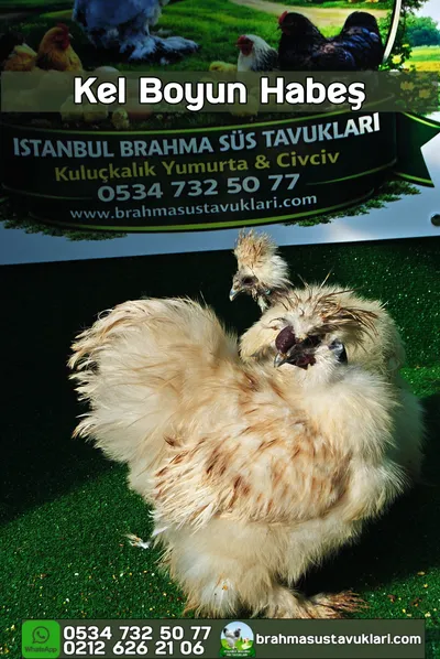 Kel Boyun Beyaz Habeş Kuluçkalık Yumurta