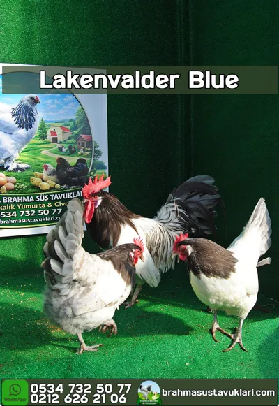 Blue Lakenvalder Kuluçkalık Yumurta