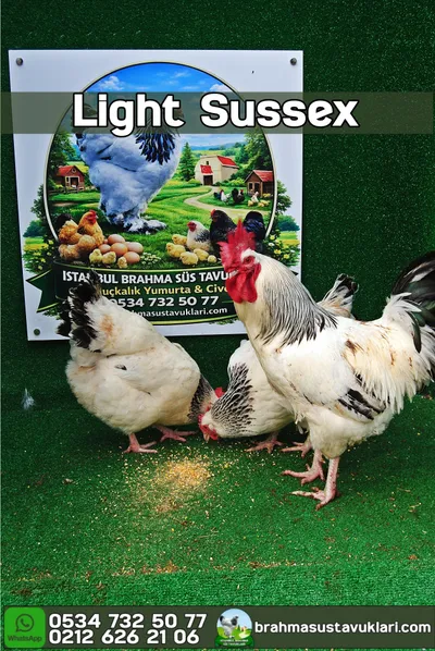 Light Susex Kuluçkalık Yumurta