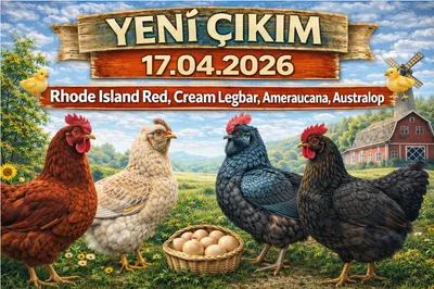 🐣 17.04.2025 Yeni Civciv Çıkımı