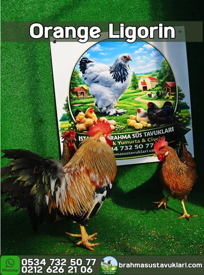 Orange Ligorin Kuluçkalık Yumurta