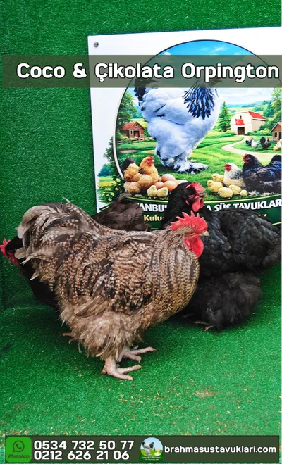Orpington Coco Çikolata Kuluçkalık Yumurta