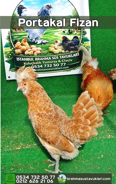 PORTAKAL FİZAN KULUÇKALIK YUMURTA