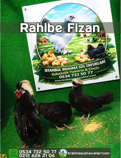 RAHİBE FİZAN KULUÇKALIK YUMURTA