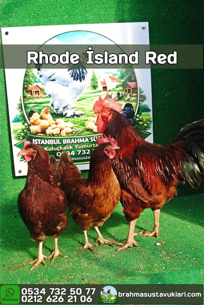 Rhode island Red Rir Kuluçkalık Yumurta