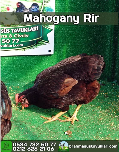 Mahogany Rir Kuluçkalık Yumurta