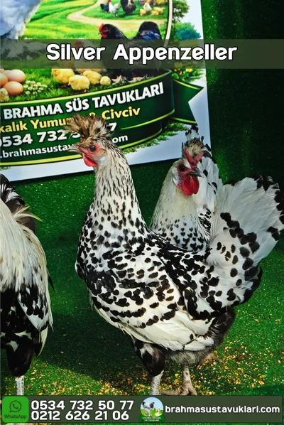 Silver Appenzeller Kuluçkalık Yumurta