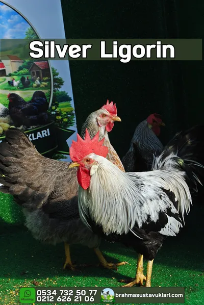 SİLVER LİGORİN KULUÇKALIK YUMURTA